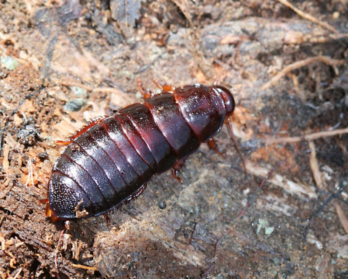 Cryptocercus Punctulatus