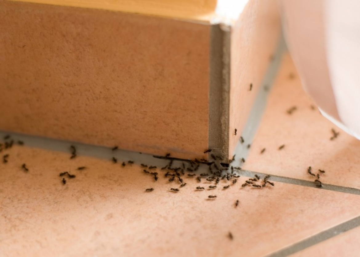 Zwalczanie mrówek