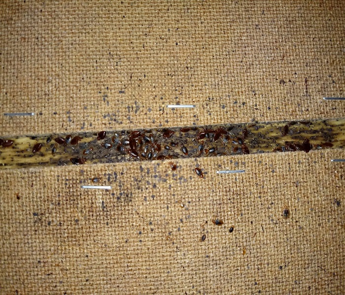 Dezynsekcja pluskwy domowej w sypialni