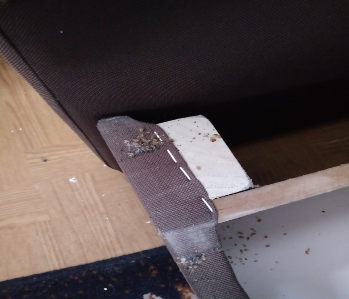 Zabieg dezynsekcji pluskwy domowej