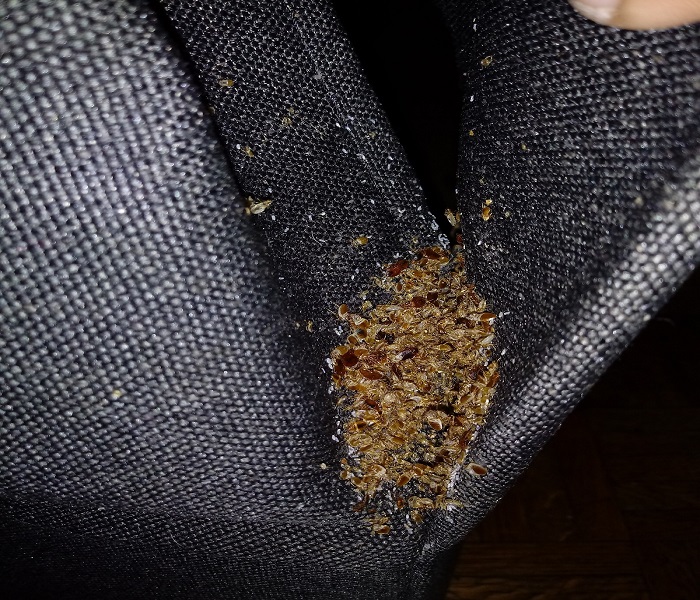 pluskwa domowa kanapa