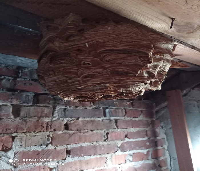 Usuwanie gniazda szerszeni dddrobak
