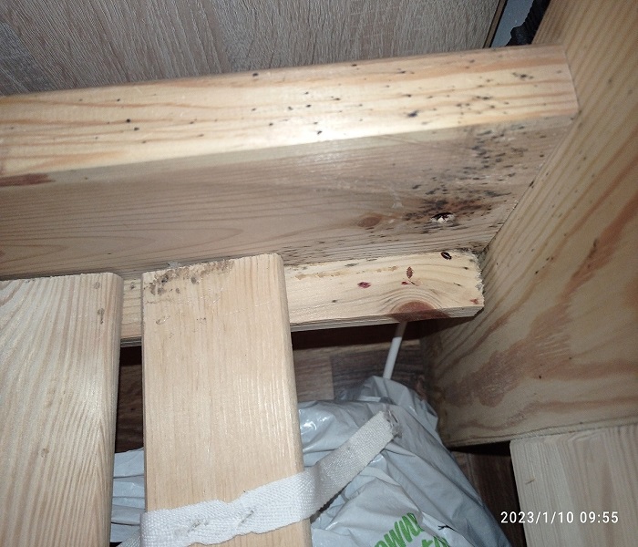 Profesjonalna dezynsekcja pomieszczeń