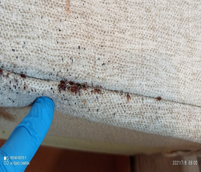 Dezynsekcja pluskiew w mieszkaniu – realizacja DDD Robak