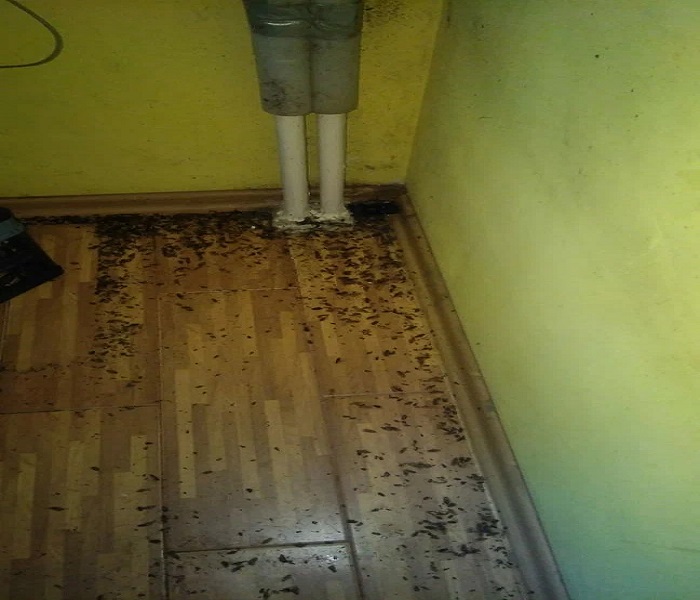 Dezynsekcja owadów w obiekcie prywatnym