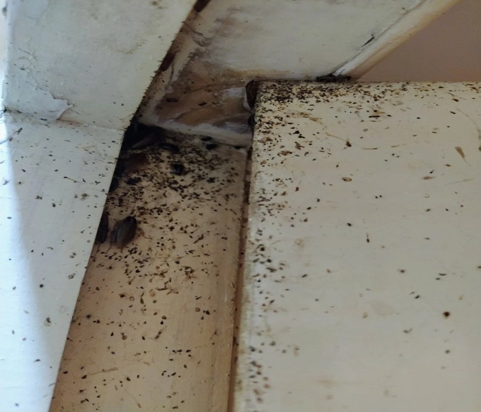 Zwalczanie karaluchów – realna realizacja