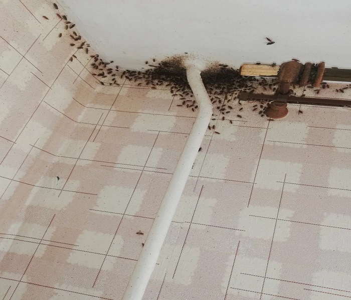 Skuteczne usuwanie owadów z mieszkania