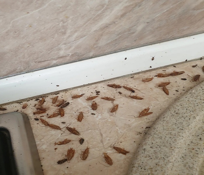 Usługi DDD – efekt końcowy