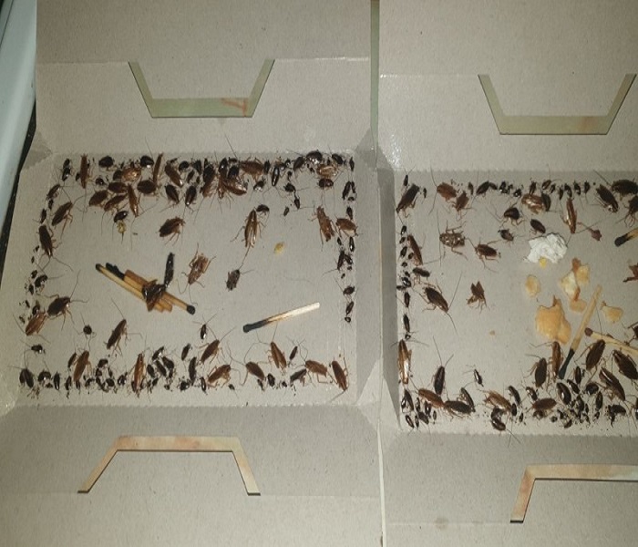 Skuteczna dezynsekcja karaluchów w lokalu mieszkalnym