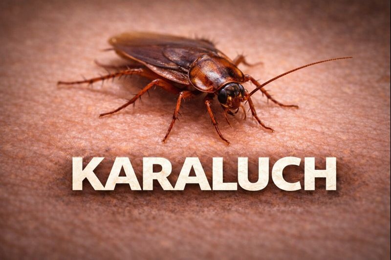 Karaluch w mieszkaniu – sygnał do natychmiastowej dezynsekcji