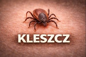 Kleszcz pospolity – pajęczak występujący w Polsce, pasożyt przenoszący choroby odkleszczowe