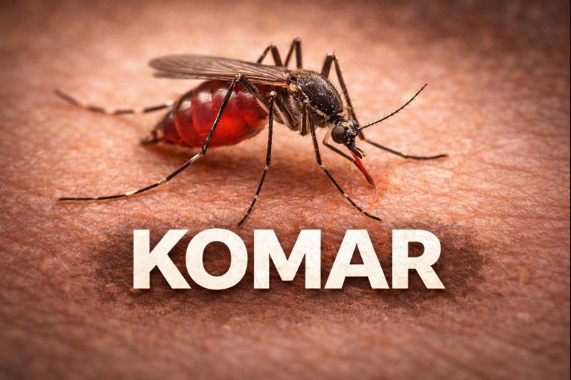 Komar – identyfikacja owada i metody ograniczania populacji