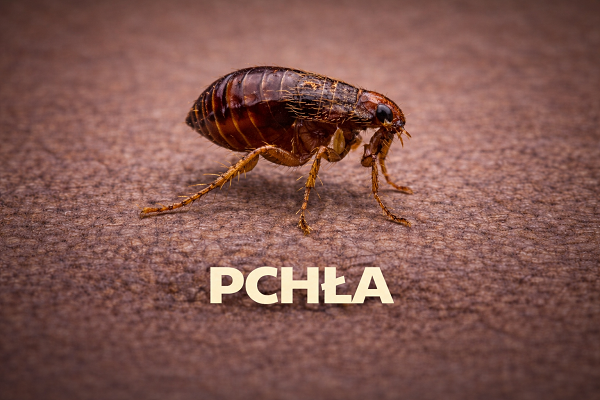 pchła domowa – zwalczanie pcheł w mieszkaniu