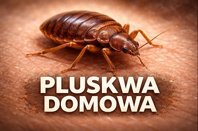 Pluskwa domowa – identyfikacja owada, kiedy konieczna dezynsekcja