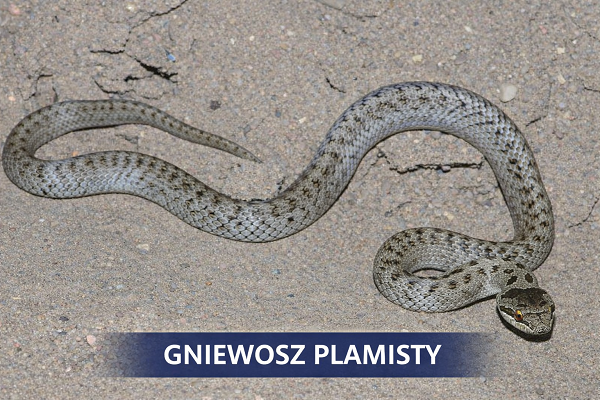 Gniewosz plamisty – niejadowity wąż występujący w Polsce