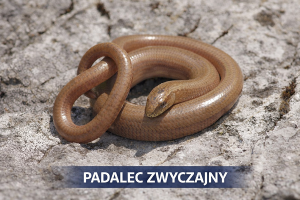 Padalec zwyczajny (Anguis fragilis) – beznoga jaszczurka często mylona z wężem, gatunek chroniony w Polsce