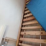 pluskwa domowa łuków