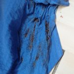 pluskwa domowa drohiczyn