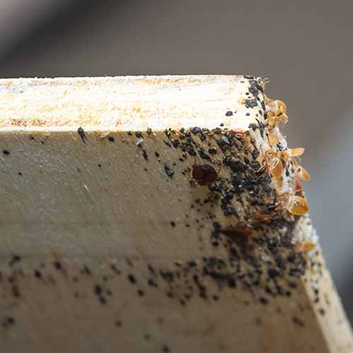 pluskwa domowa – zwalczanie pluskiew Mińsk Mazowiecki