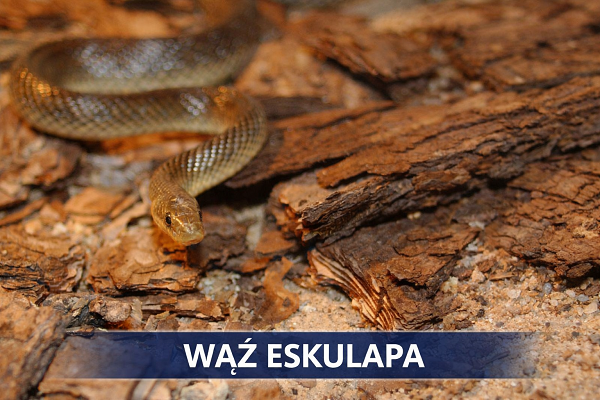Wąż Eskulapa – niejadowity i najdłuższy wąż występujący w Polsce