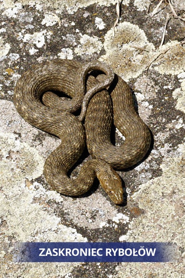 Zaskroniec rybołów (Natrix tessellata) – niegroźny, niejadowity wąż wodny występujący w Polsce