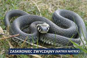 zaskroniec zwyczajny - weze w Polsce