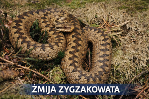 żmija zygzakowata - węże w Polsce