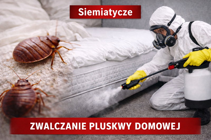 odpluskwianie siemiatycze