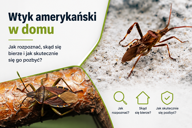 Wtyk amerykański w domu