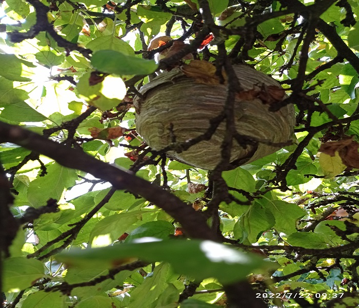 gniazdo os pod dachem domu