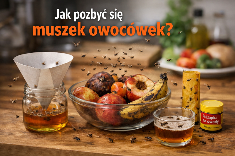 jak pozbyć się muszek owocówek skuteczne metody usuwania