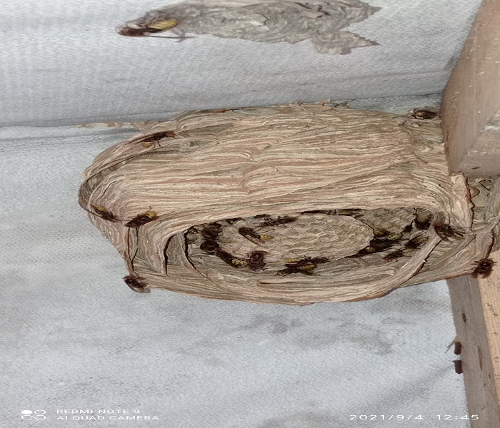 jak usunąć gniazdo os