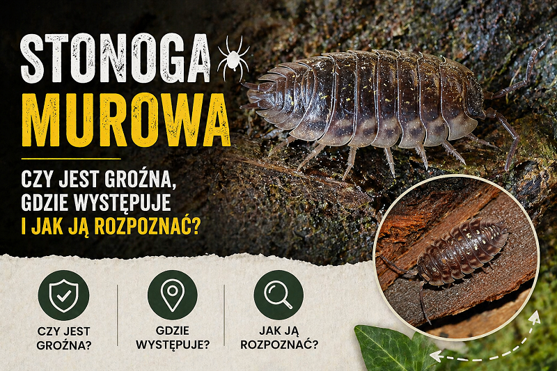 Stonoga murowa czy jest groźna