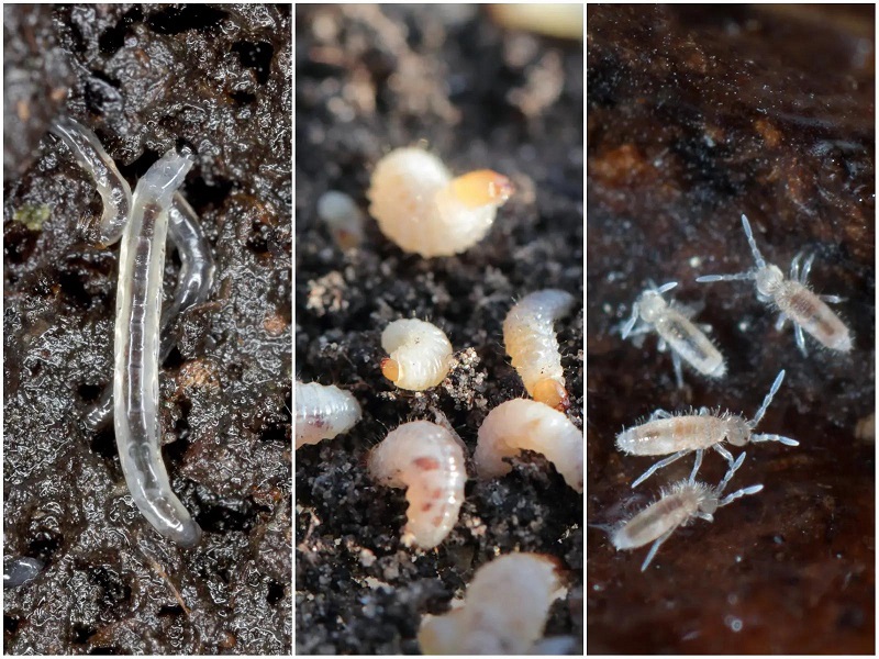 jak pozbyć się larw