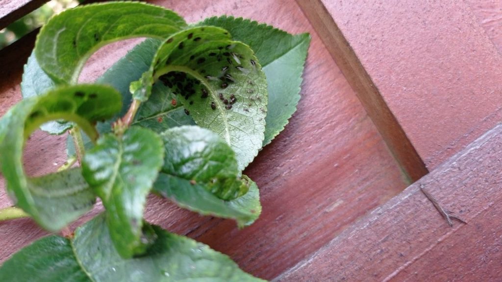 jak pozbyć się mszyc