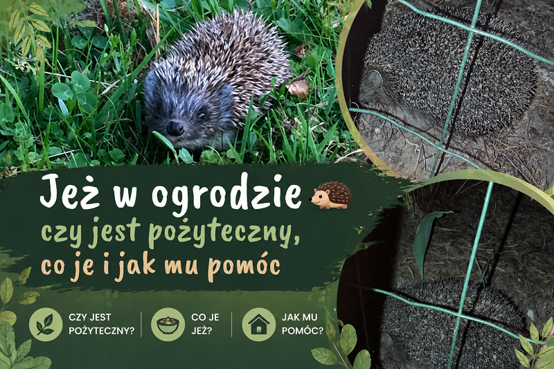jeż w ogrodzie