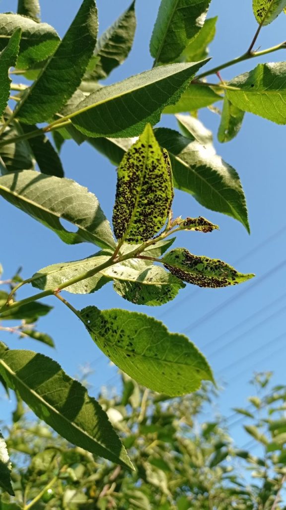 mszyce na roślinach