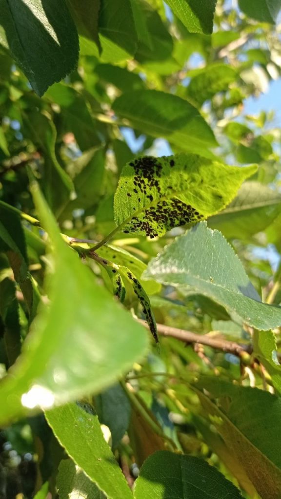 naturalne sposoby na mszyce