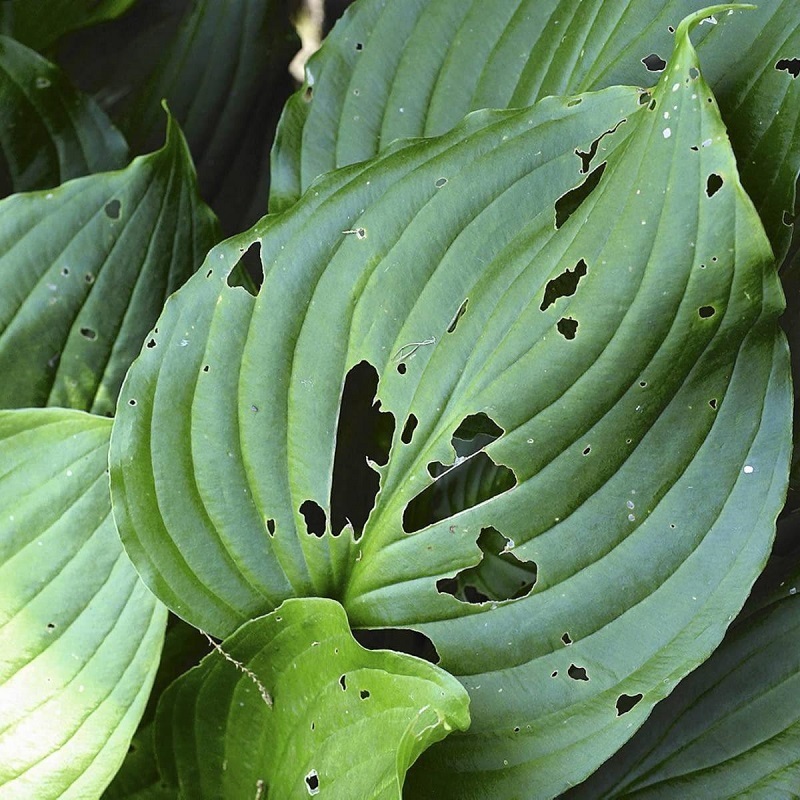 ślimaki niszczą rośliny