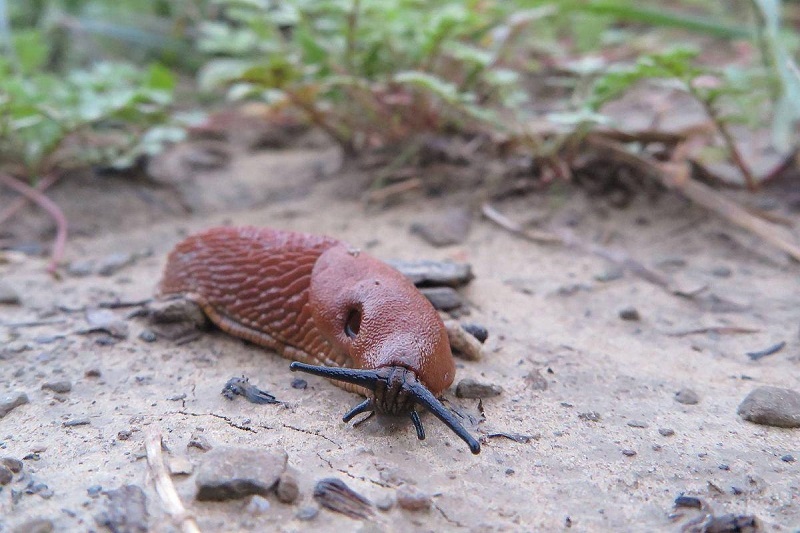 szkodniki w ogrodzie