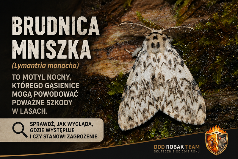 Brudnica mniszka