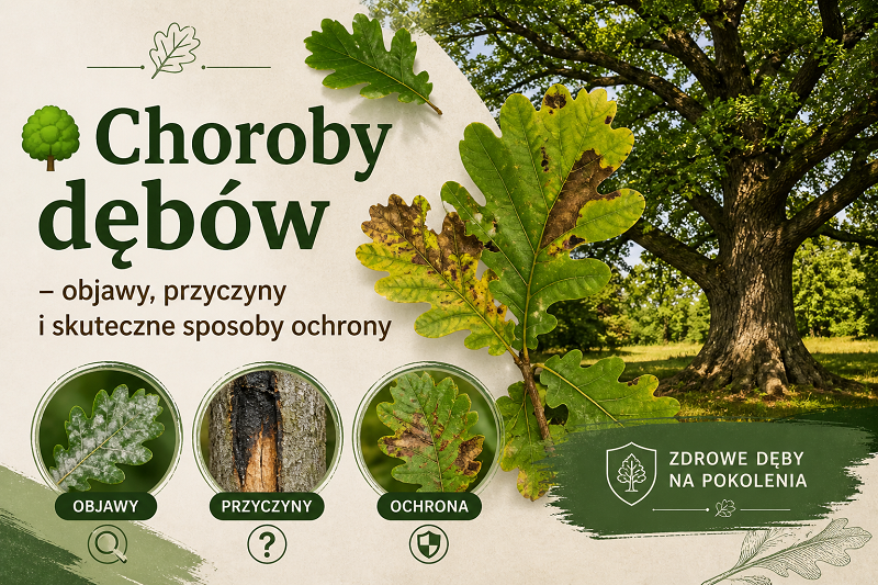 Choroby dębów