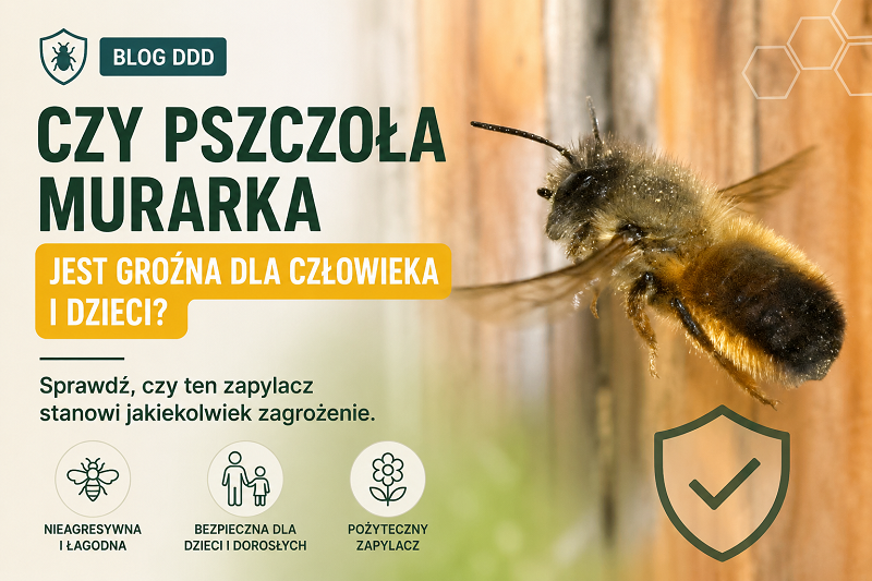Czy pszczoła murarka jest groźna