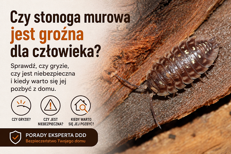 Czy stonoga murowa jest groźna