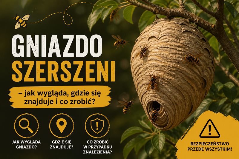 Gniazdo szerszeni