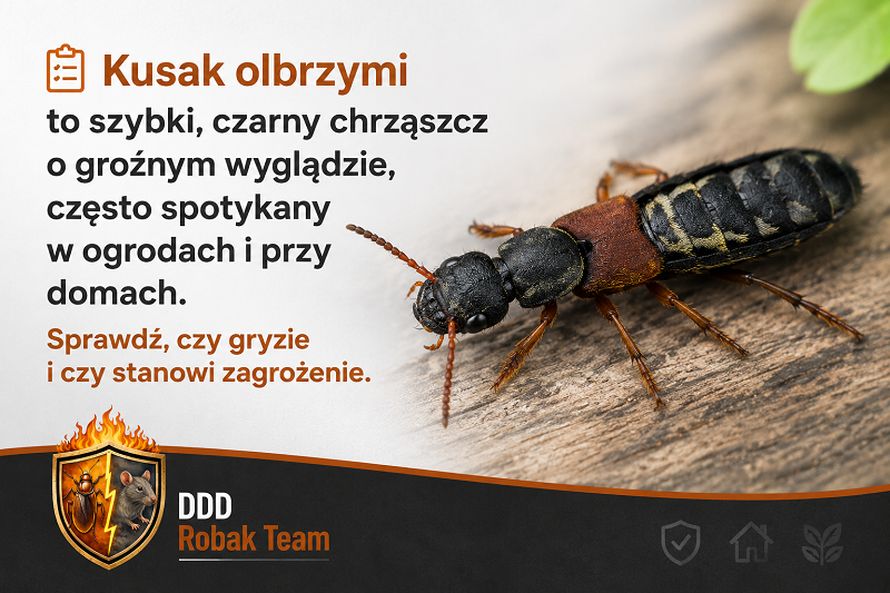 Kusak olbrzymi – co to za owad