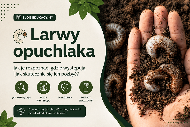 Larwy opuchlaka
