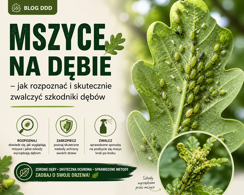 Mszyce na dębie