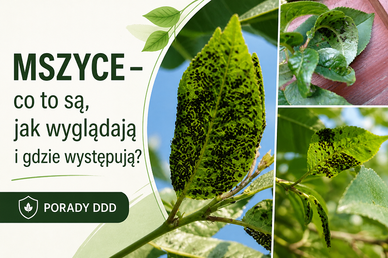 Mszyce
