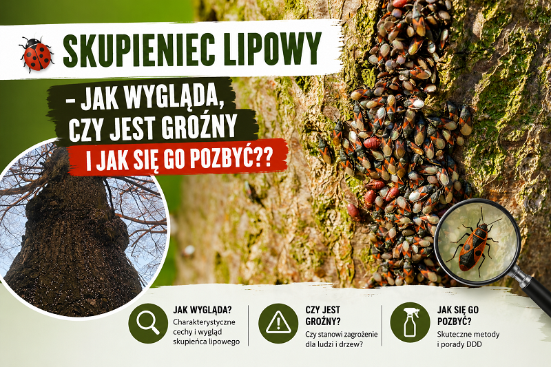 Skupieniec lipowy